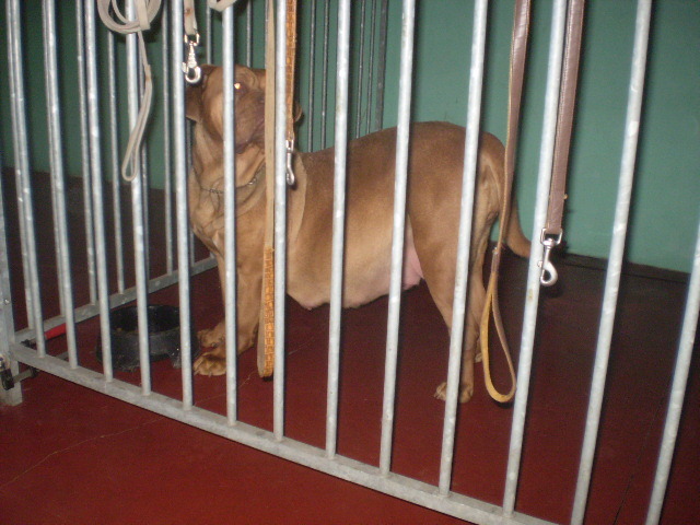 noi ons bordeauxdog teefje,hier in de binnenkennel 1 dag voor de bevalling
