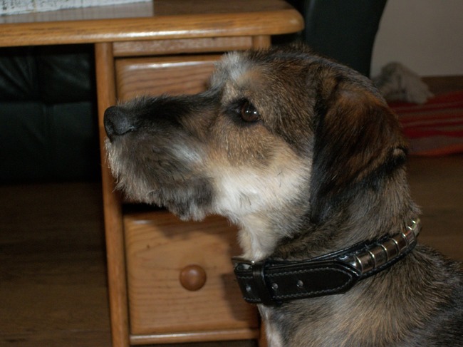 Hoi, mijn naam is Beau en ik ben een mixje. Ik ben net een jaar, en gek op mijn grote vriendin Kira.