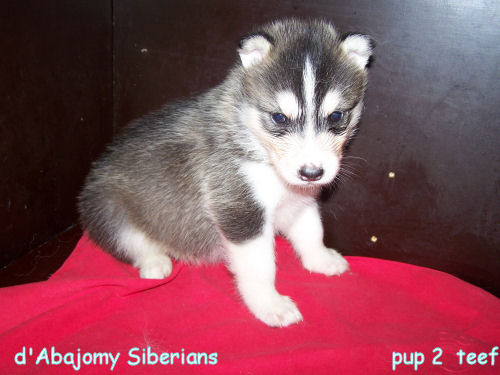 Onze nieuwste aanwinst! 4 Weken oud.