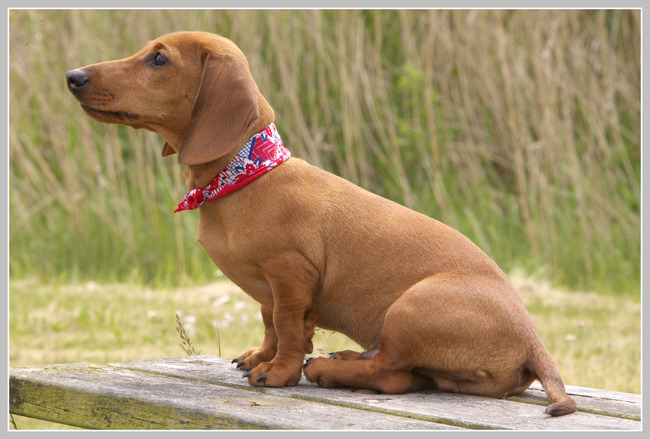 Tommie poseert met boerenzakdoek 17 weken