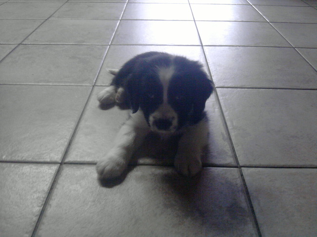 testo'tje toen hij 7 weken was