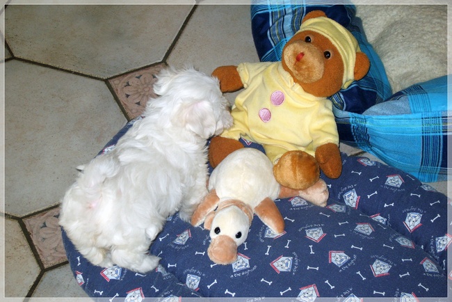 Noa 7 weken samen met haar knuffels