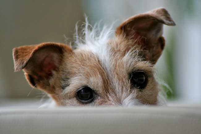 Ons Rainy ligt in haar favoriete stoel...koekje?....