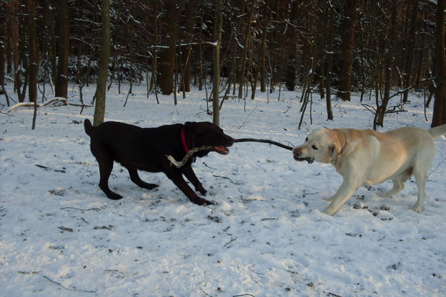 Coco aan het stokje trekken met Lars(hondenvriend)
