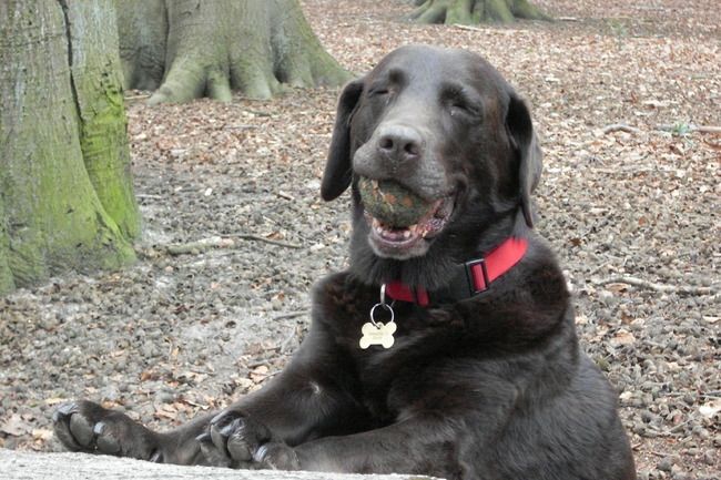 Gewoon grappige foto