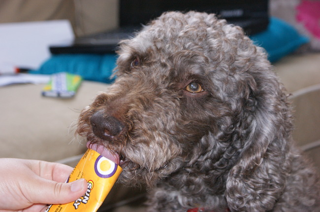 Met dit warme weer helpt Dabber graag om een ijsje op te eten!