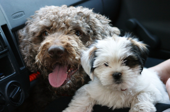 Dabber & Fudge in de auto