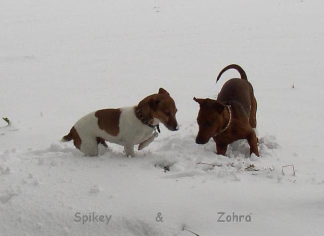 Spikey & Zohra als pup
