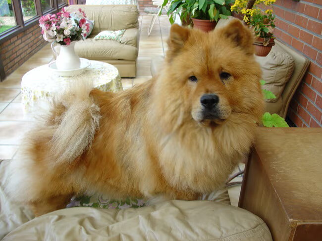 Het is een hond waar wel veel onderhoud aan is (elke dag kammen onder…