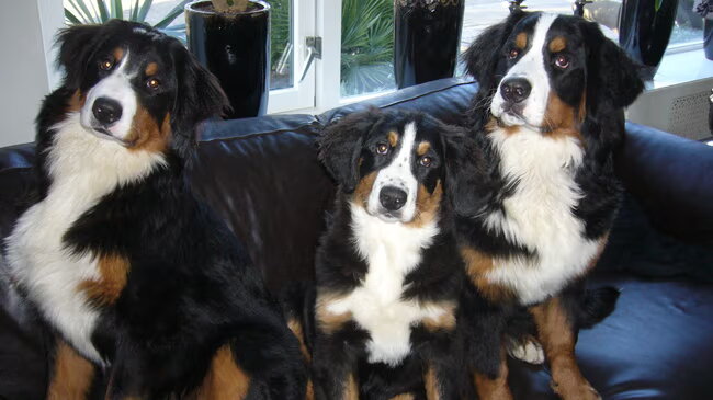 hallo hier zijn onze berner sennen honden van links is dit mopsie tessa…