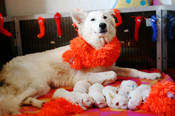Lynndee en haar 7 dwergen zijn helemaal klaar voor de wedstrijd van vanavond!