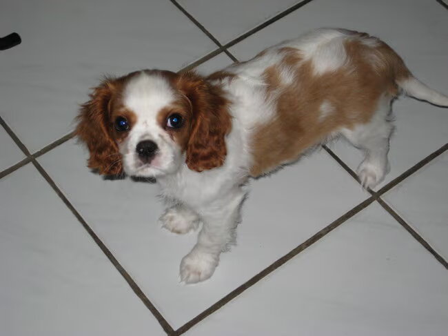Foto van pip