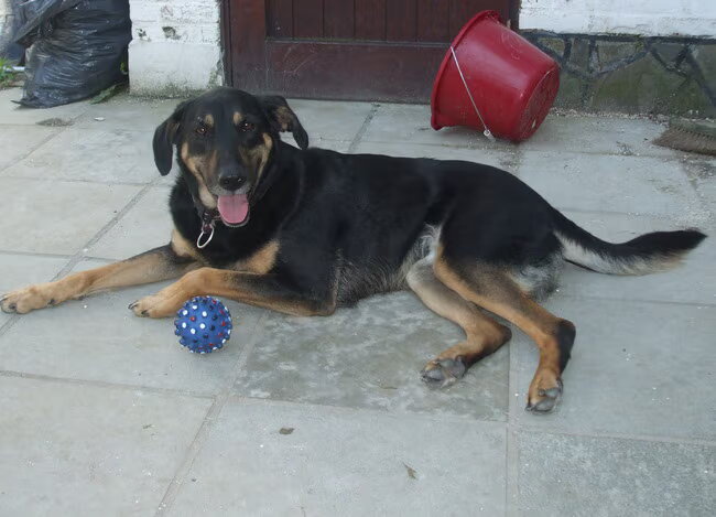 Luna, X Duitse herder/labrador en de mater familia van onze honden