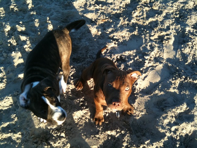ik en gambler op het hondenstrandje bij de groene ster. HONDENWANDELING HP