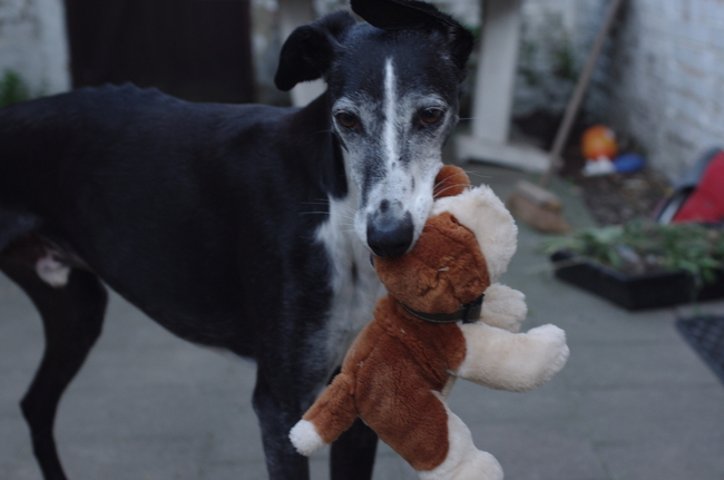 Wolf met z'n beertje