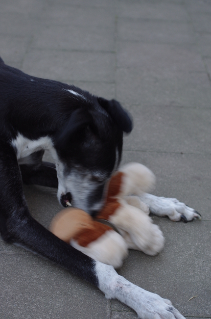 Wolf met z'n beertje