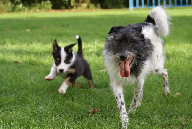 Eagan met onze Angel, getsie wat mis ik die hond...!!!