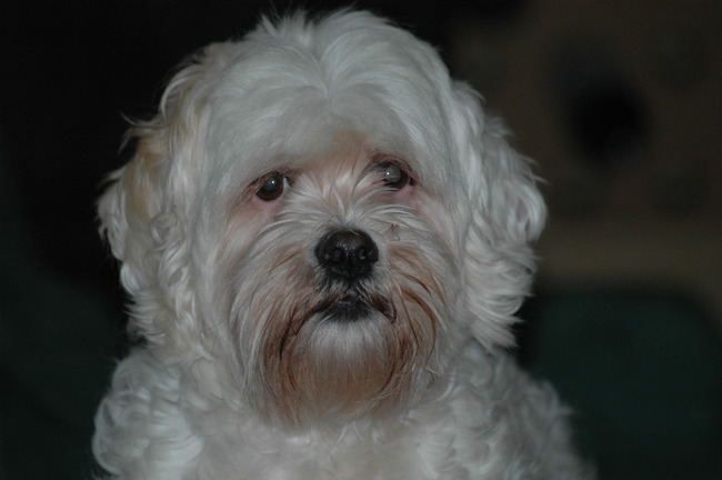 Fike geb 1995 en gest15/03/2010 Fi was een heel trouwe en lieve boomer. Wij missen hem heel erg.