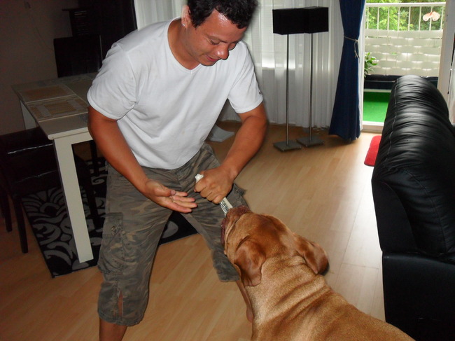 Rocky aan het stoeien met zijn oppas