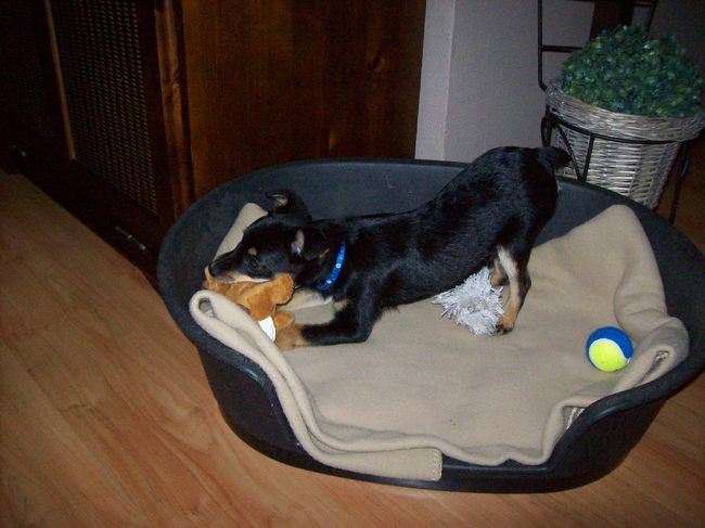 Zo, kom net binnen, en wat zie ik???
een eigen mand? met speeltjes!
voor mij? wat een luxe, hoef ik niet in een hok met andere honden?
NEE, mijn mand :-)