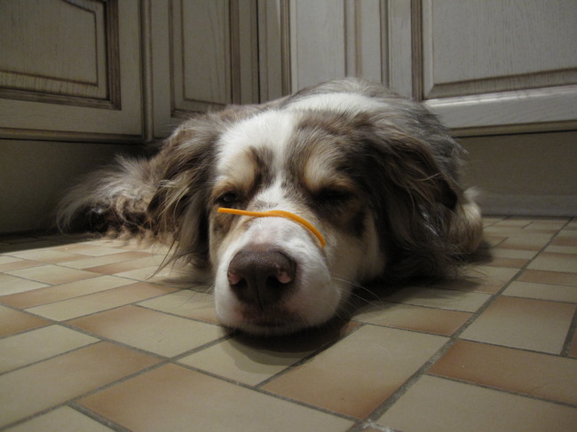 Meadow besefte niet dat ik een reepje wortel op haar neusje legde omdat ze zo slaperig was...