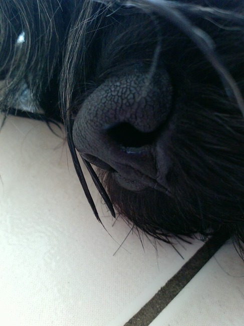 niets is mij dierbaarder dan jouw natte neus