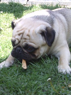 hmmm lekker zo een stokje :) 