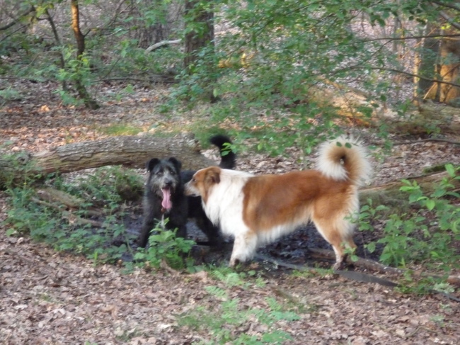 Lekker met Harrie in de modderpoel...