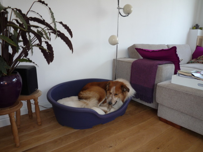 Sinds ik bij mijn nieuwe baasjes ben vind ik mijn mand eigenlijk best fijn.