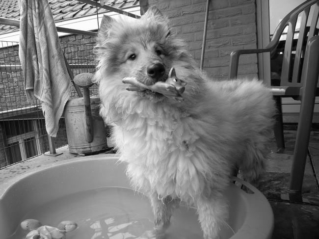 05 juli 2010.
Cooper met zijn varkentje in zijn zwembadje.