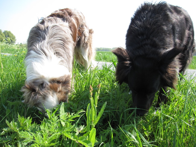 Plezant om te snuffelen!