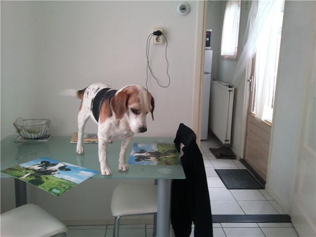 Onze Max toze Max krijgt zijn streken.
Toen hij ongeveer 1 jaar was schoof hij de stoel met zijn neus wat van de tafel af, en zo op de stoel en dan op tafel. heeft hij een paar jaar volgehouden. Maar sinds vorige week weer mee begonnen.  