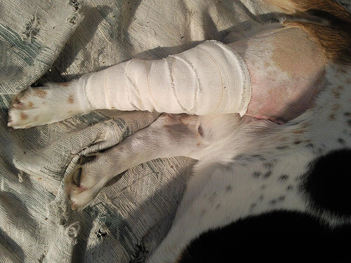 Max: op 10-04-2009 is zijn knie verwijderd en zijn kruisbanden opgerekt. 
