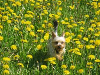 Zie ze zich eens uitleven se tussen de bloemekes ^^