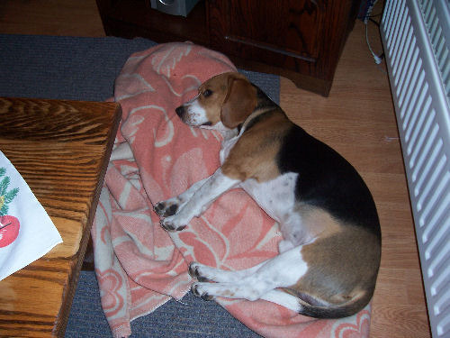 Boris wil altijd een deken bij hem hebben, daar kruipt hij vaak onder om te gaan slapen.