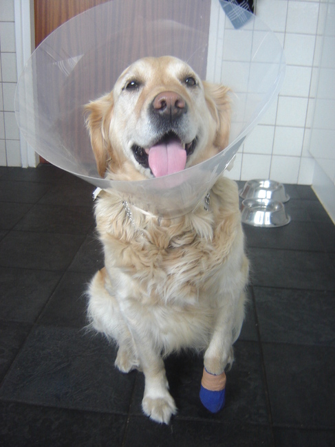 Pechvogel! door 'n sneetje in haar voetzool een verbandje, wat gelijk haar kap verklaart :)