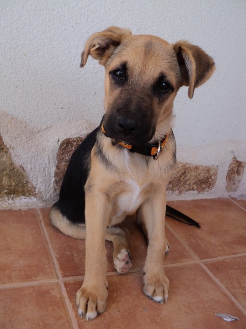 mijn lieve fotomodel reggy (L)