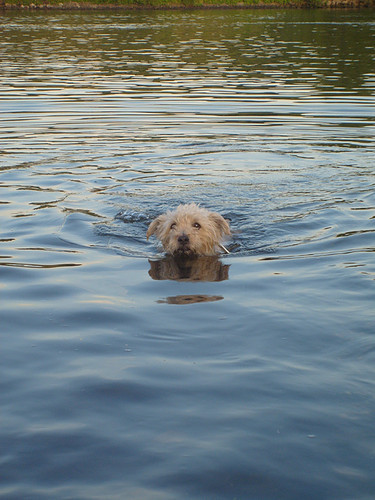 Elvis zwemmen in de maas,
't was z'n eerste zwemles.
Toen hij eruit was, bibberde hij van de kou,
Terwijl het 33 graden was!!
haha.
