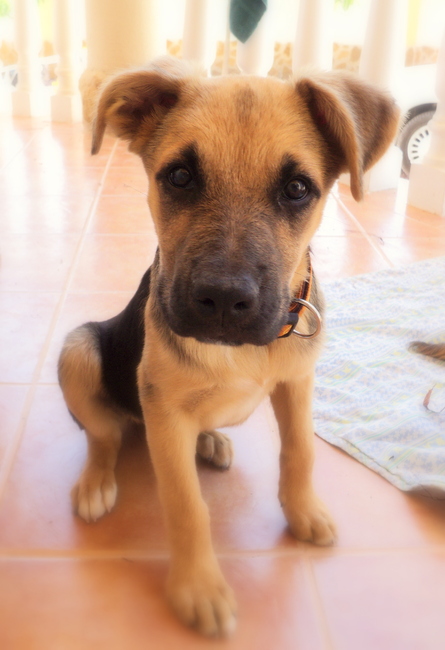 Reggy, reggy gaat vaak heel mooi zitten als er een camera op haar gericht is (a):D