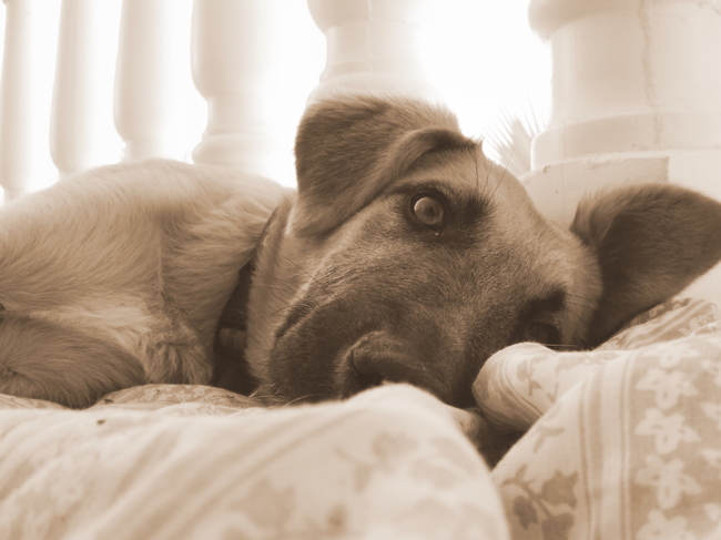 mijn lieve rasta, dit is een van de 1e dagen dat we haar hebben :P. 