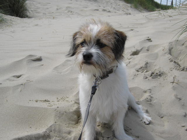 Netjes zittend bij duinen