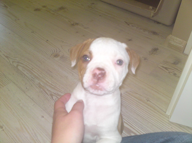 De allereerste dag in zijn nieuwe huis