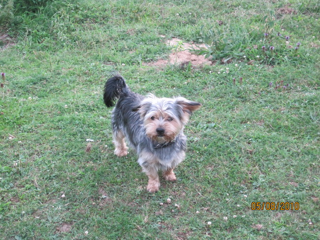 Dit is Benji, hij is 2 jaar oud, het is een boomer, kruising Yorkshire-terrier/shitzu. Hij is superlief en maakt graag lange wandelingen, liefst in het bos. Hij is een echt allemansvriendje en we zijn superblij met hem.
