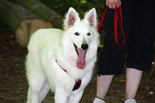 Indy tijdens Witte Herder Wandeling Kuinderbos!