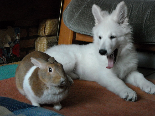 Haha toen was het konijn nog bijna net zo groot als Indy.