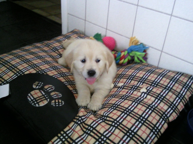 Milo haar kussen in de keuken!