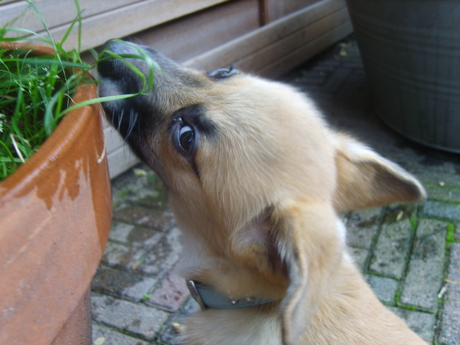 ik weet dat ik geen plantjes mag eten maar ik doe het lekker toch!