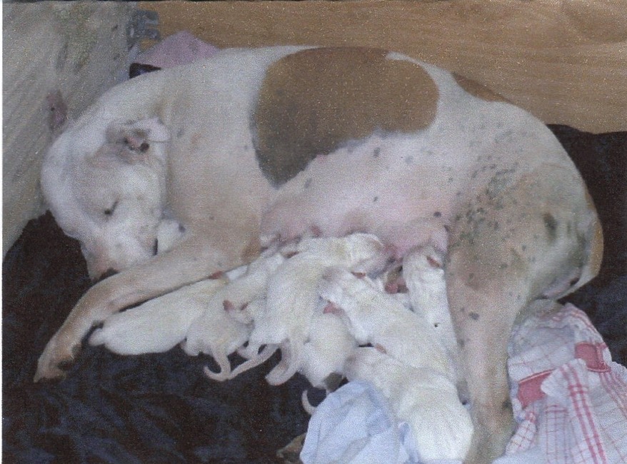 Dit is de moeder van ons zena met haar 9 gezonde puppies