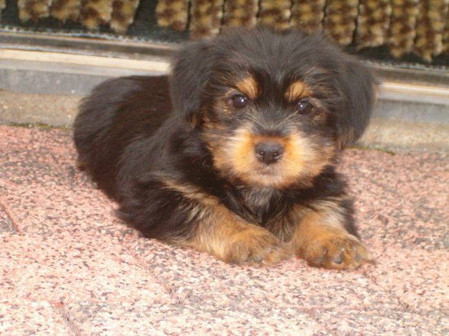 Onze Benji als pup (2008)