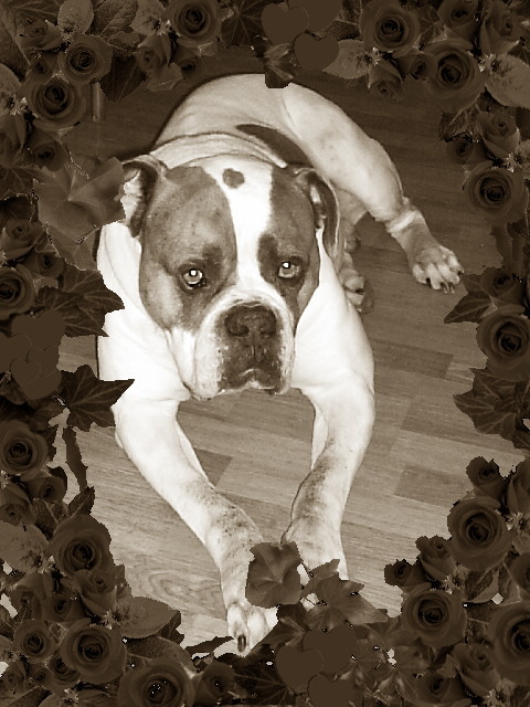 onze foto genieke lobbes is hij niet mooi maar ook onwijs lui